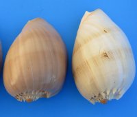 7 inches Crowned Baler Melon Shells for Sale - 2 @ $4.80 each; 6 @ $4.35 each