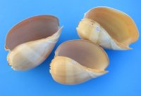 7 inches Crowned Baler Melon Shells for Sale - 2 @ $4.80 each; 6 @ $4.35 each