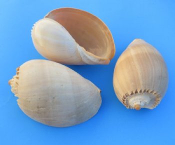 8 inches Crowned Baler Melon Shell, Melo Aethiopica, $6.99 each;  6 @ $6.40 each