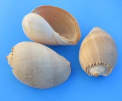 8 inches Crowned Baler Melon Shell for Sale, Melo Aethiopica, large seashell for  centerpieces and display - Pack of 1 @ $8.99 each; Pack of 6 @ 6.80 each