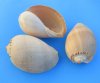 8 inches Crowned Baler Melon Shell for Sale, Melo Aethiopica, large seashell for  centerpieces and display - Pack of 1 @ $7.99 each; Pack of 6 @ 6.40 each