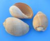 8 inches Crowned Baler Melon Shells in <font color=red>Wholesale</font> Case of 30 @ $4.25 each