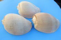 8 inches Crowned Baler Melon Shells in <font color=red>Wholesale</font> Case of 30 @ $4.25 each