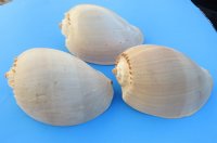 8 inches Crowned Baler Melon Shell, Melo Aethiopica, $6.99 each;  6 @ $6.40 each