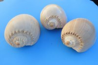 8 inches Crowned Baler Melon Shell, Melo Aethiopica, $6.99 each;  6 @ $6.40 each