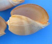 8 inches Crowned Baler Melon Shell for Sale, Melo Aethiopica, large seashell for  centerpieces and display - Pack of 1 @ $8.99 each; Pack of 6 @ 6.80 each