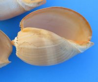 8 inches Crowned Baler Melon Shell, Melo Aethiopica, $6.99 each;  6 @ $6.40 each