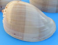 8 inches Crowned Baler Melon Shell for Sale, Melo Aethiopica, large seashell for  centerpieces and display - Pack of 1 @ $8.99 each; Pack of 6 @ 6.80 each