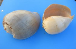 9 inches Large Crowned Baler Melon Shell, a large orange shell with a wide mouth opening - Pack of 1 @ $12.50 each; Pack of 4 @ $10.80 each