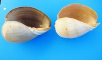 9 inches Crowned Baler Melon Shells <font color=red>Wholesale</font>  - Case of 24 @ $5.85 each