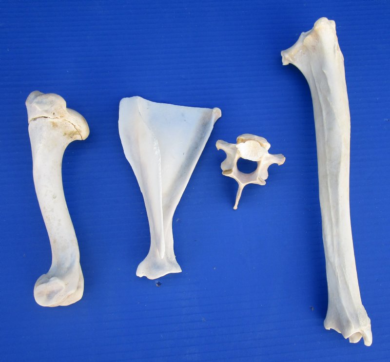 alden deer bone