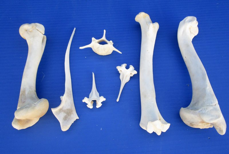7 Whitetail Deer Bones For Art And Painting Bone Including Vertebrae Bones