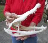 14 inches Genuine  Florida Alligator Skull for Sale (missing some bone on back underside of top skull) - Buy this one for $84.99