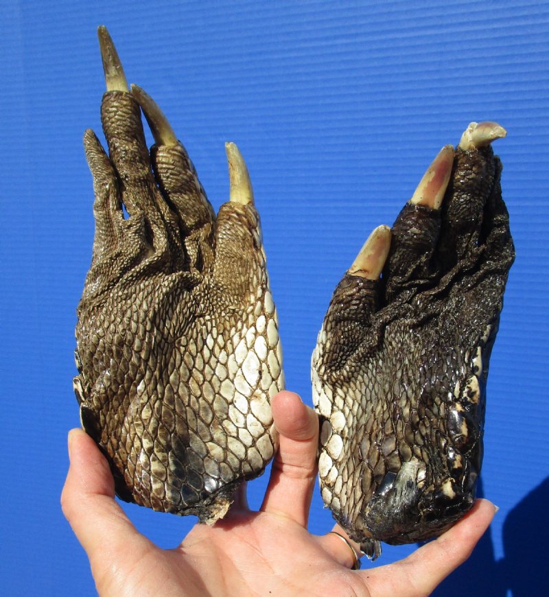 71/4 and 61/2 inches tall Extra Large Preserved Alligator Feet for Sale