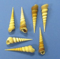 Turritella Terebra ...