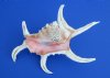 7 to 9 inches Chiragra Spider Conch Shells for Sale - Pack of 1 @ $4.25;  Pack of 3 @ $3.80 each; Bulk Pack of 12 @ $3.35 each