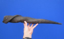25-3/4 inches African Bull (Male) Eland Horn for $59.99