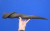 25-3/4 inches African Bull (Male) Eland Horn for Sale - You are buying this one for $59.99