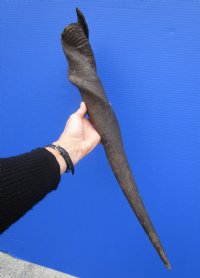 25-3/4 inches African Bull (Male) Eland Horn for $59.99