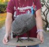 14 inches tall Taxidermy Full Mount Helmeted Guineafowl Bird on Wooden Base - Buy this one for $324.99 (Shipped UPS Signature Required)