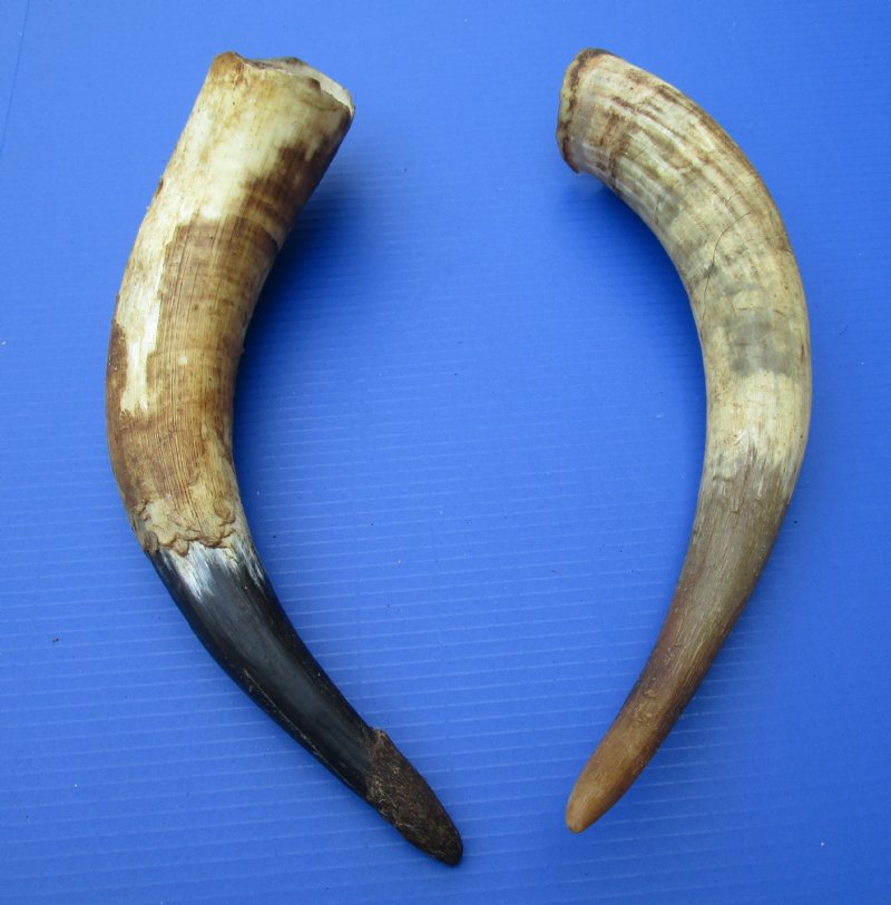 2 Natural Cow Horns, Cattle Horns for Sale for Crafts 12.50 each