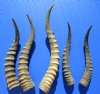 5 piece lot Large Blesbok Horns for Sale 12 to 17 inches - you are buying the horns pictured for $12.00 each