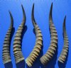 5 African Blesbok Horns for Sale 12 to 16 inches - you are buying the horns pictured for $12.00 each
