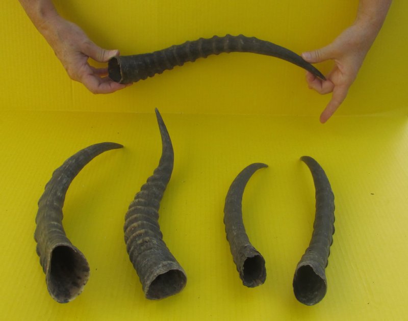 5 African Blesbok Horns for Sale 12 to 16 inches for 10.00 each