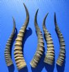 5 Blesbok Horns for Sale 12-1/2 to 16-1/2 inches - you are buying these horns for $12.00 each