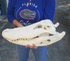 19-1/4 inches Huge Florida Alligator Skull for Sale <font color=red> Grade A</font> Beetle Cleaned - Buy this one for $194.99
