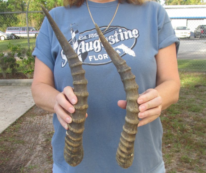 2 Animal Horns for Sale from an African Blesbok 15 and 16 inch 12 each