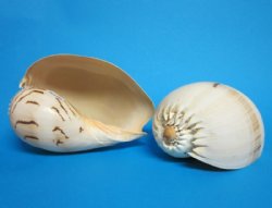 6 inches Crowned Baler Melon Shells - 48 @ $1.88 each; <font color=red> Wholesale </font> 2 Cases @ $1.60 each