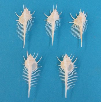 Large Venus Comb Murex Shells, 5 to 5-3/4 inches - 10 @ $6.30 each <font color=red> HAS VERY SHARP SPINES</FONT>