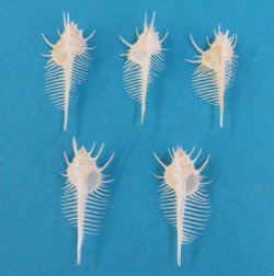Large Venus Comb Murex Shells, 5 to 5-3/4 inches - 10 @ $6.30 each <font color=red> HAS VERY SHARP SPINES</FONT>