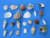Bulk Case of 10 kilos (22 pounds) Small Assorted Craft Seashells (Philippine Mix), Clams, turbos, conchs, Nerites, Trochus, and More - Priced $3.80 a kilo