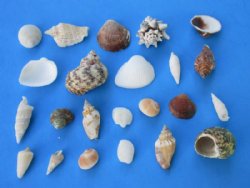 Small Assorted Philippine Seashells 1/2 inch to 2 inches - 4.4 pound bag @ $8.50 ; 3 Bags @ $7.55 a bag