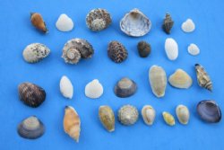 Tiny/Small Mixed Philippine Seashells 1/2 inch to 2 inches - 2 kilos (4.4 pounds) @ $8.55 a bag; 3 Bags @ $7.55 a bag