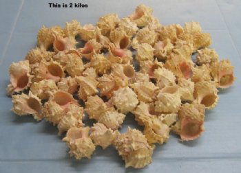 2" to 3-1/2" Pink Mouth Murex Shells - 2 kilos (4.4 pounds) @ $23.00 a bag; 2 bags (4.4 pounds each) @ $18.40 a bag
