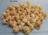 2" to 3-1/2"  Pink Mouth Murex Shells <font color=red> Wholesale</font> - Case: 10 kilos @ $7.60 a kilo; 2 Cases @ $4.75 a kilo