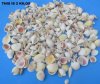 Bulk Case of 1 to 2-1/4 inches Light Colored Small Mixed Seashells for Shell Crafts - Case of 20 kilos (44 pounds) @ $1.63 a kilo