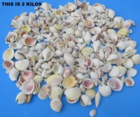 Bulk Light Mixed Seashells for Crafts (2kg Bag), 1" to 2-1/4"- $6.00 a bag; 3 @ $4.80 a bag