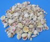 Light Colored Small Mixed Seashells in Bulk 1 inch to 2-1/4 inches - 1 Pack of   2 kilos (4.4 pounds) @ $6.00 a bag; 3 Bags of 4.4 pounds each @ $4.80 a bag