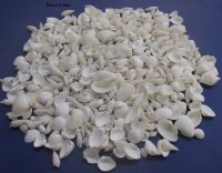 1/2 to 2-1/2 inches Small White Assorted Seashells for Crafts - 20 kilos @ $3.00 a kilo