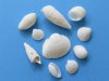 1/2 to 2-1/2 inches Small White Assorted Seashells in Bulk for Crafts - Packed 2 kilos (4.4 pounds) @  $8.00 a bag; Pack of 3 bags @ $7.00 a bag