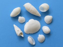 1/2 to 2-1/2 inches Small White Assorted Seashells for Crafts - 20 kilos (44 pounds) @ $3.00 a kilo