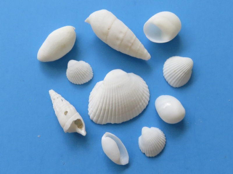 Small White Assorted Seashells for Crafts, 1/2 inch up to 2-1/2 inches