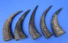 5 Semi-Polished Water Buffalo Horns for Sale 16 to 18 inches - You are buying the 5 pictured for $13.00 each