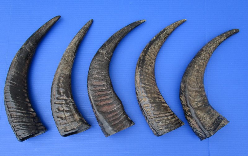 5 SemiPolished Water Buffalo Horns for Sale with visible ridges