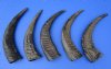 5 Semi-Polished Water Buffalo Horns for Sale with visible ridges 16 to 18 inches - You are buying the 5 pictured for $13.00 each