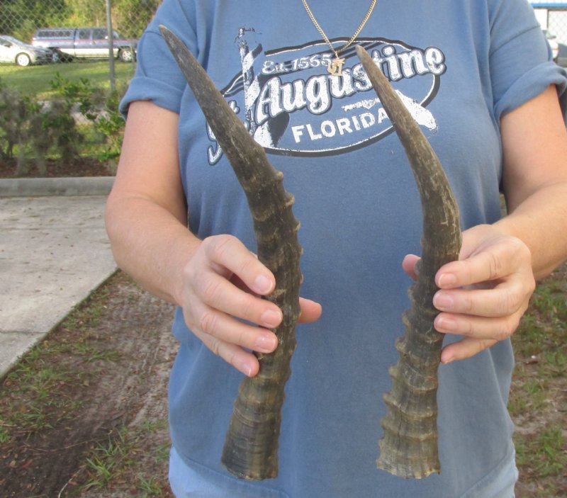 2 Blesbok Horns for Sale, 14 and 15 inches for 15 each